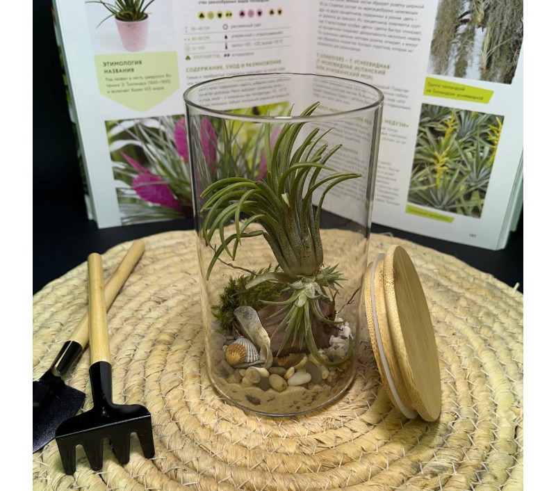 Композиция с атмосферной тилландсией арт. 084