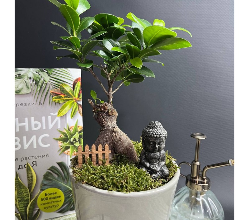 Композиция в керамическом кашпо с бонсаем фикусом Гинсенг арт. 088