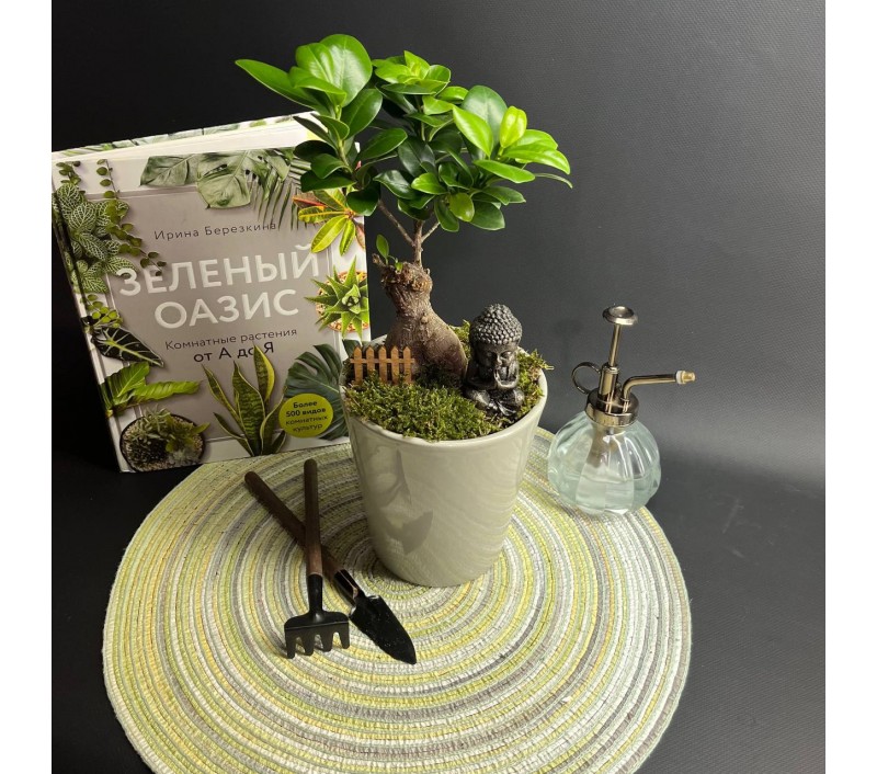 Композиция в керамическом кашпо с бонсаем фикусом Гинсенг арт. 088