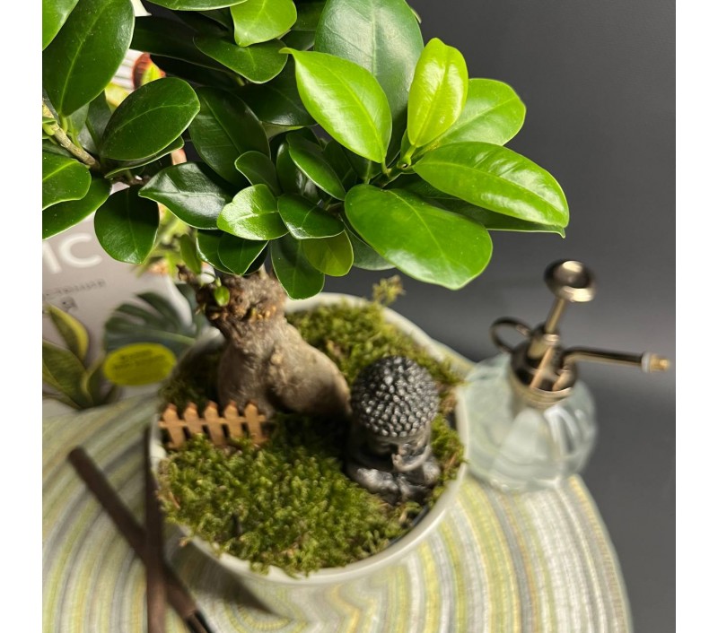 Композиция в керамическом кашпо с бонсаем фикусом Гинсенг арт. 088