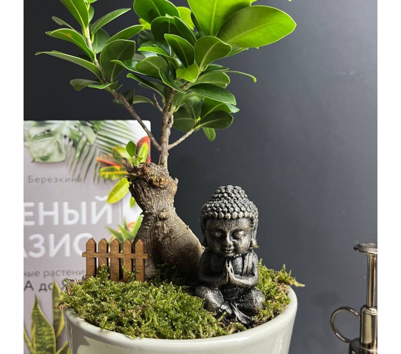Композиция в керамическом кашпо с бонсаем фикусом Гинсенг арт. 088