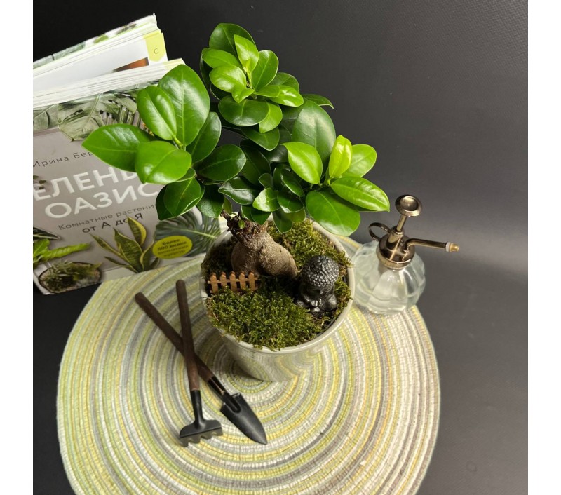 Композиция в керамическом кашпо с бонсаем фикусом Гинсенг арт. 088