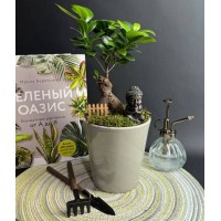 Композиция в керамическом кашпо с бонсаем фикусом Гинсенг арт. 088