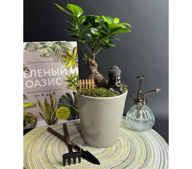 Композиция в керамическом кашпо с бонсаем фикусом Гинсенг арт. 088