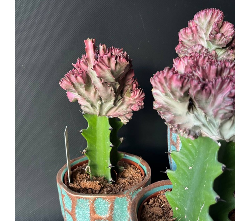 Эуфорбия Кристата или Лактея арт. 071