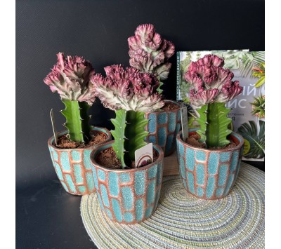 Эуфорбия Кристата или Лактея Эуфорбия Кристата или Лактея