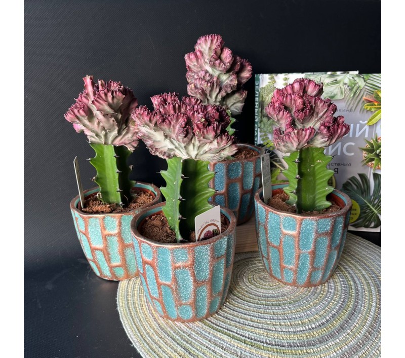 Эуфорбия Кристата или Лактея арт. 071