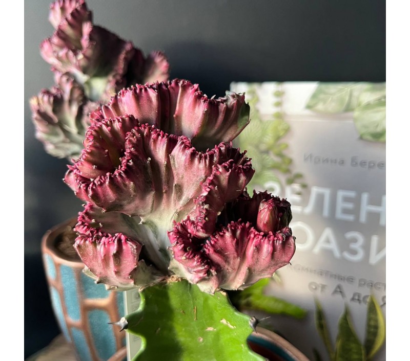 Эуфорбия Кристата или Лактея арт. 071