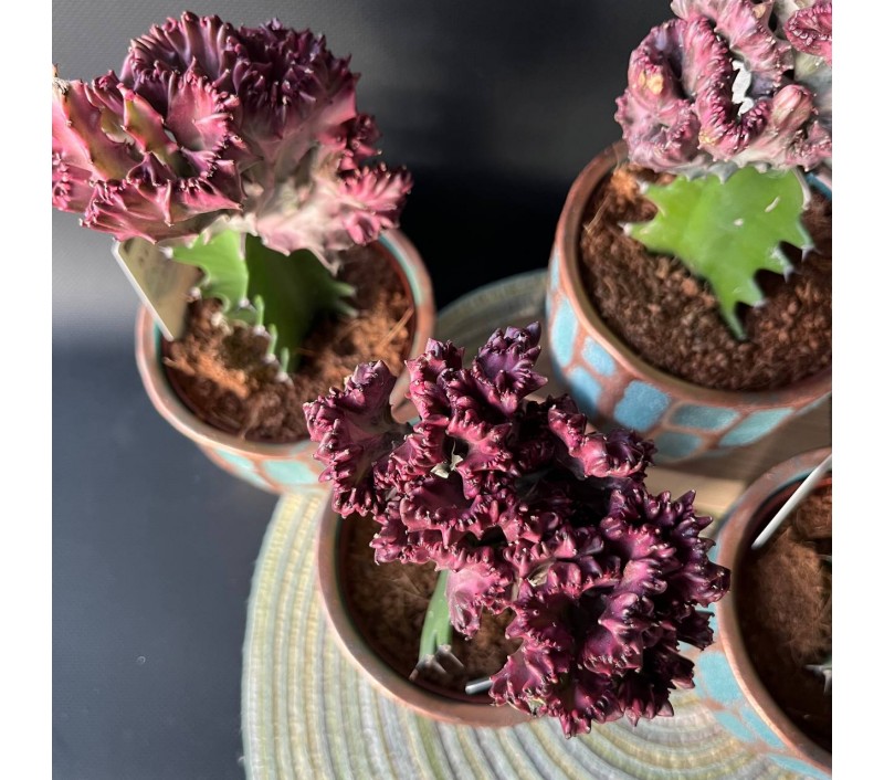 Эуфорбия Кристата или Лактея арт. 071