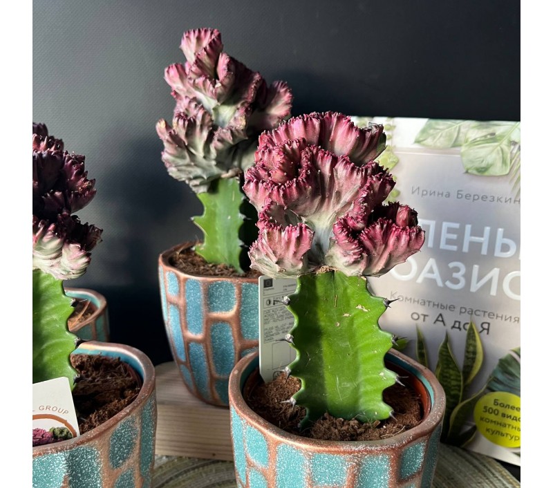 Эуфорбия Кристата или Лактея арт. 071