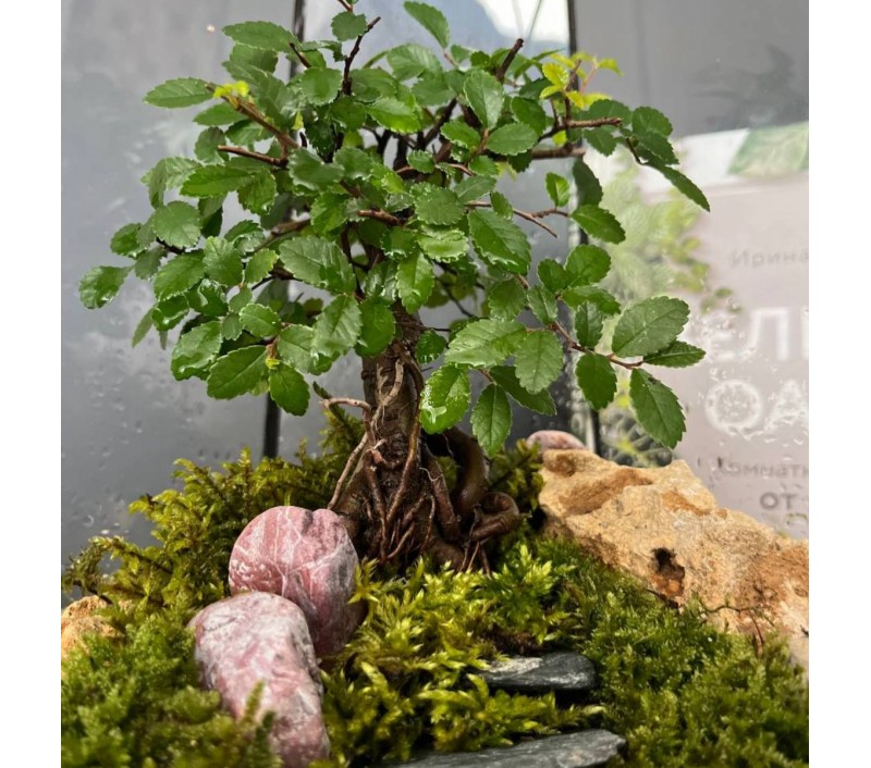 Флорариум "Мини-сад" в геометрической форме в стиле "Tiffany" "Валенсия" арт. 091