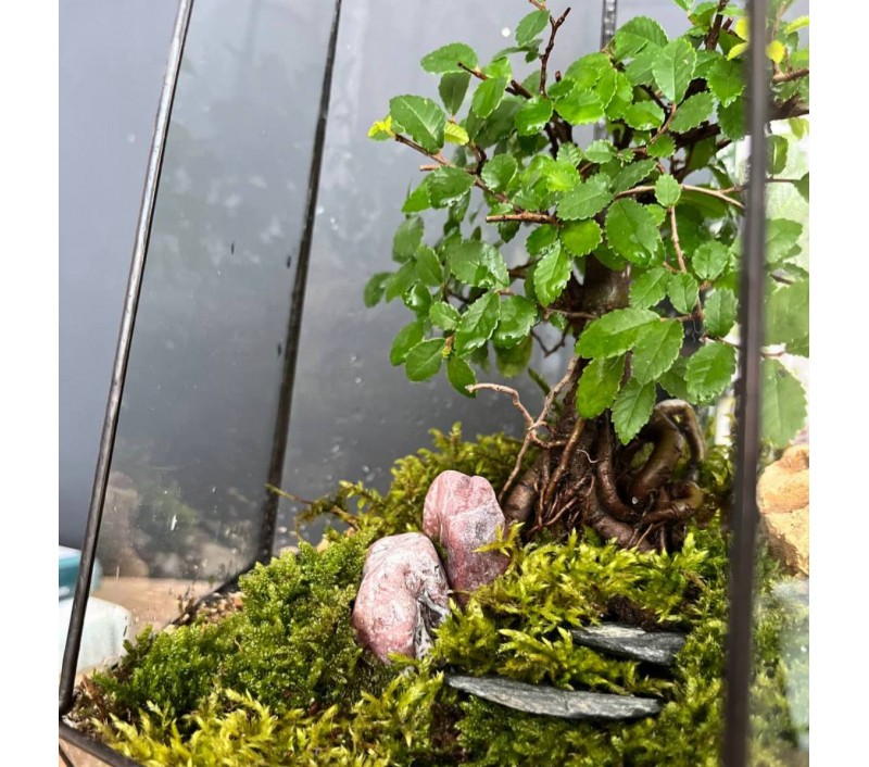 Флорариум "Мини-сад" в геометрической форме в стиле "Tiffany" "Валенсия" арт. 091