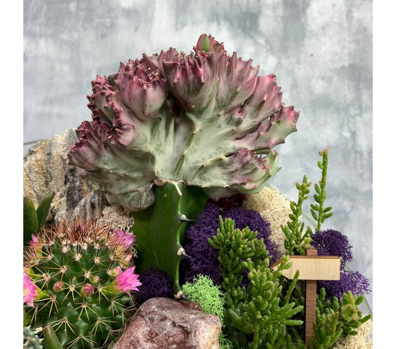 Флорариум "Мини-сад" "Космос" арт. 094