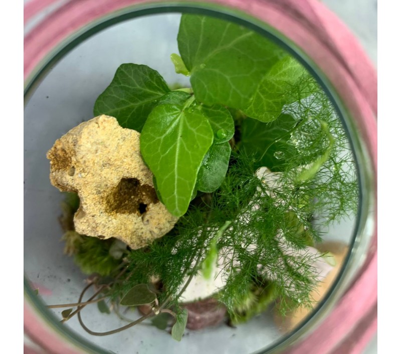 Флорариум "Мини-сад" "Борнео" в закрытой экосистеме арт. 096