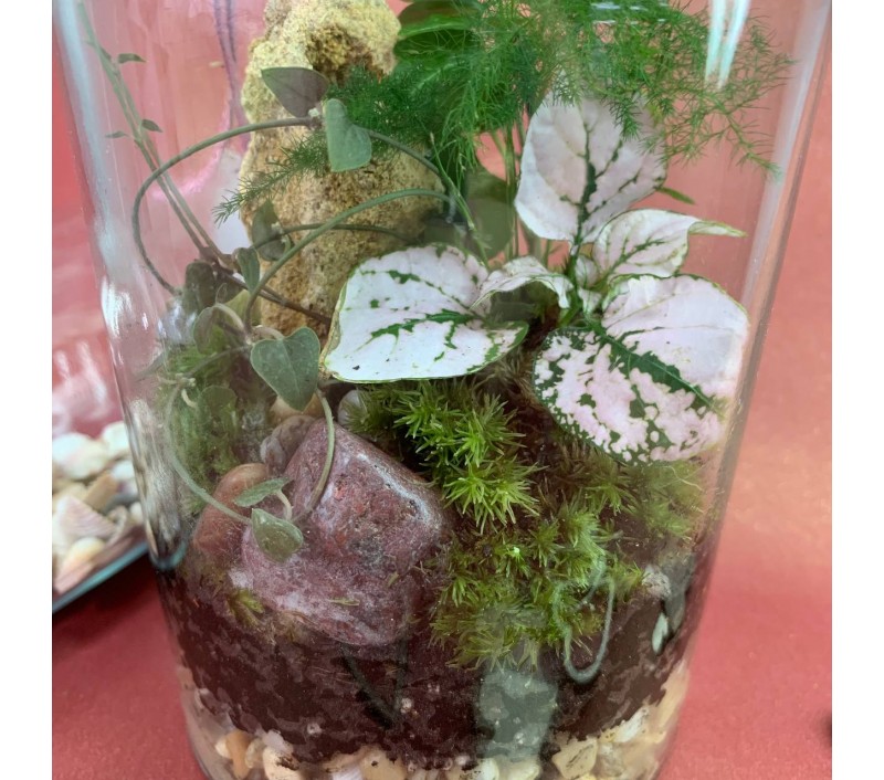 Флорариум "Мини-сад" "Борнео" в закрытой экосистеме арт. 096