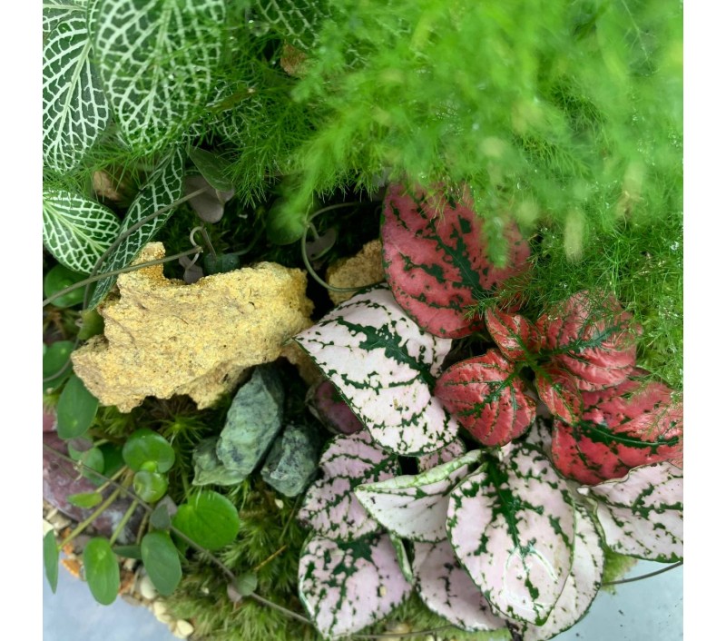 Флорариум "Мини-сад" "Мадагаскар" в закрытой экосистеме с подсветкой арт. 097