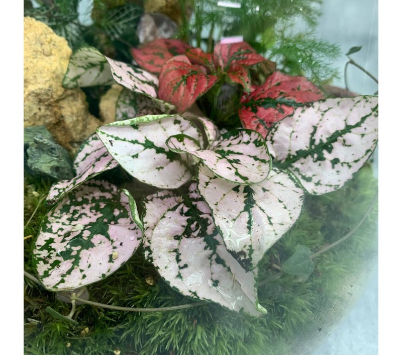 Флорариум "Мини-сад" "Мадагаскар" в закрытой экосистеме с подсветкой арт. 097