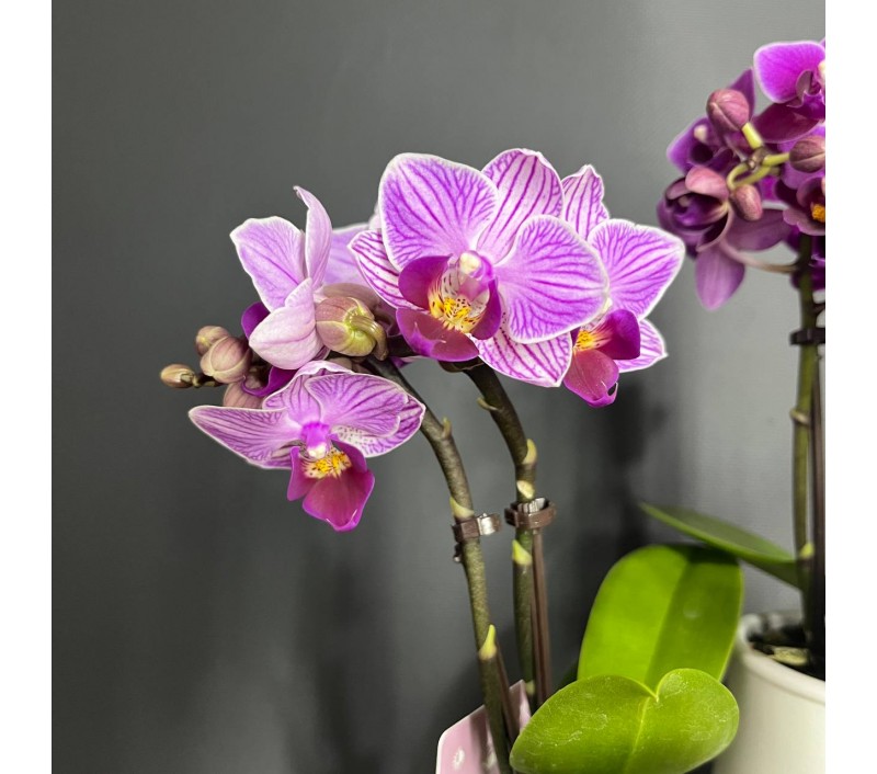 Орхидея Фаленопсис мини арт. 036