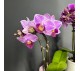 Орхидея Фаленопсис мини арт. 036