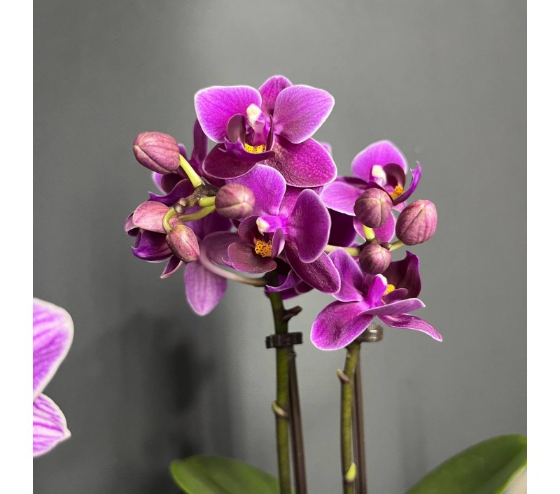 Орхидея Фаленопсис мини арт. 036