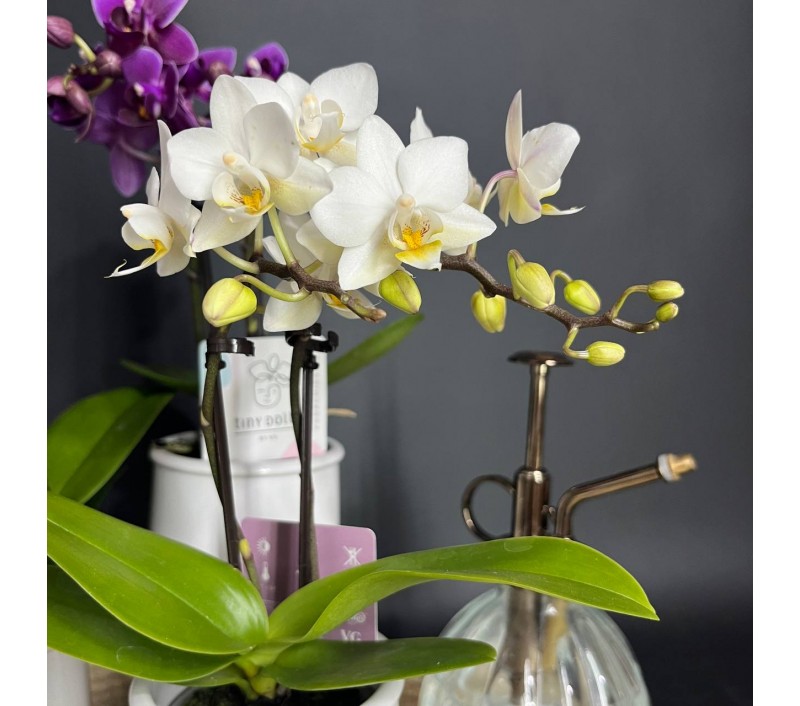 Орхидея Фаленопсис мини арт. 036