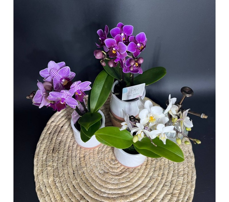 Орхидея Фаленопсис мини арт. 036