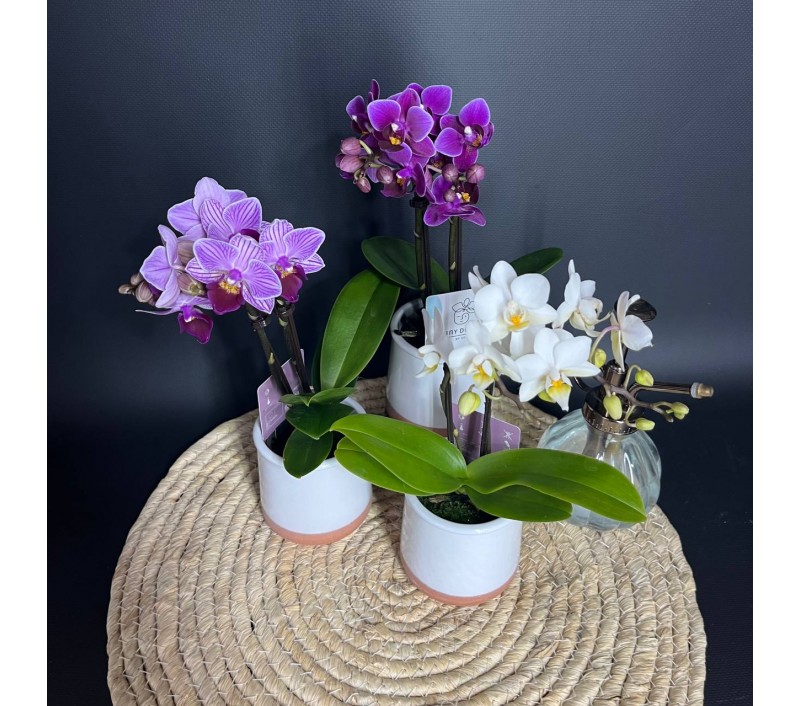 Орхидея Фаленопсис мини арт. 036