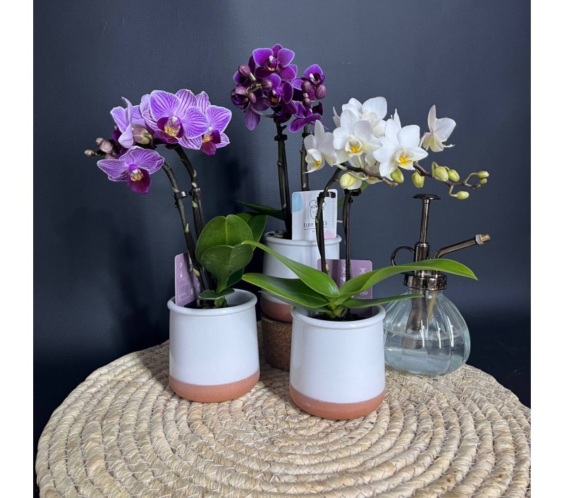 Орхидея Фаленопсис мини арт. 036