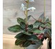 Орхидея Лудизия арт. 037