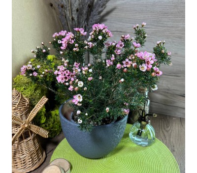 Хамелациум Сара Делайт