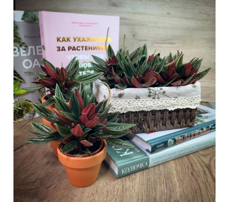 Пеперомия Россо арт. 046