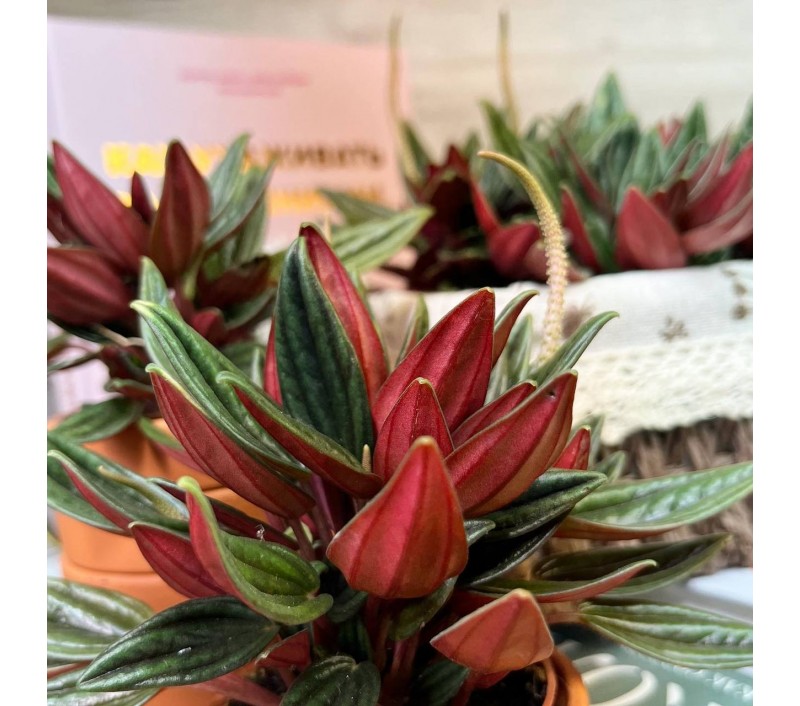 Пеперомия Россо арт. 046