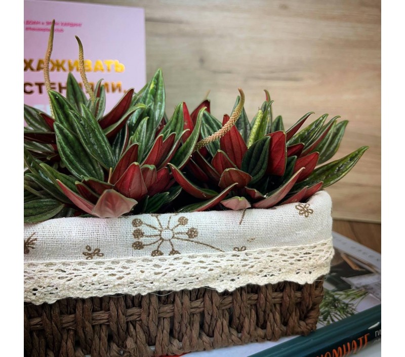 Пеперомия Россо арт. 046