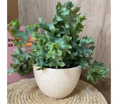 Флебодиум Давана