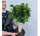 Бонсай Фикус Гинсенг арт. 076