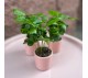 Кофейное дерево арт. 084