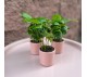 Кофейное дерево арт. 084