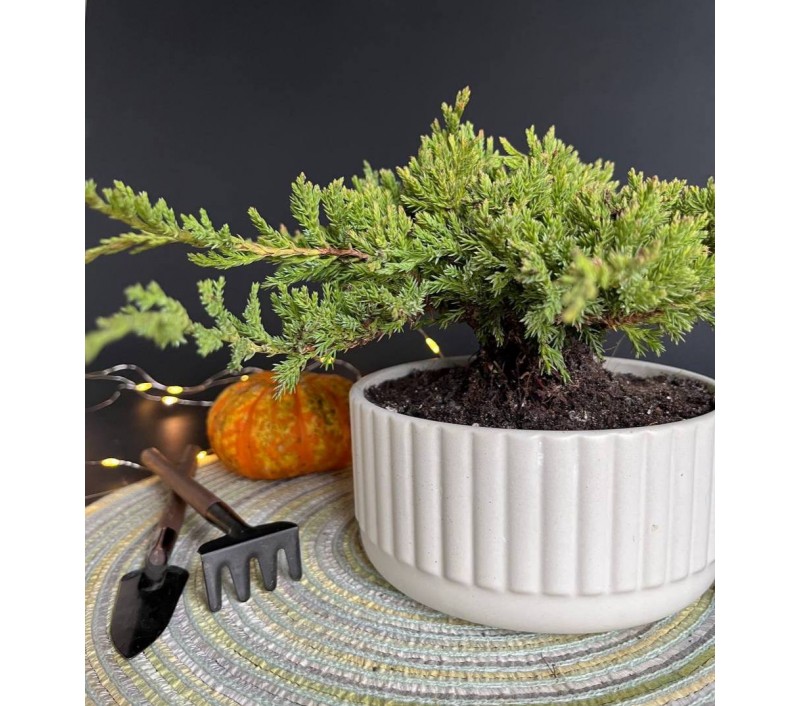 Бонсай Можжевельник арт. 088