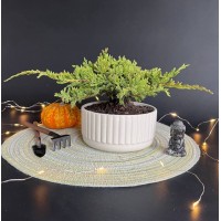 Бонсай Можжевельник арт. 088