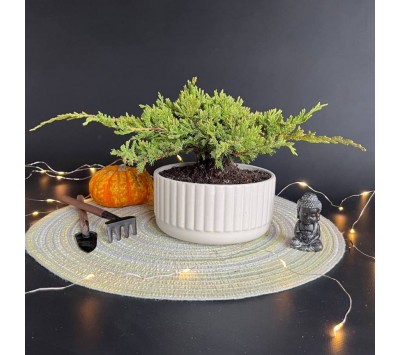 Бонсай Можжевельник арт. 088 Бонсай Можжевельник арт. 088