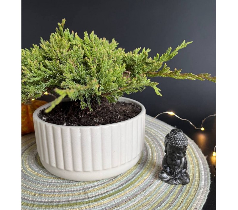 Бонсай Можжевельник арт. 088