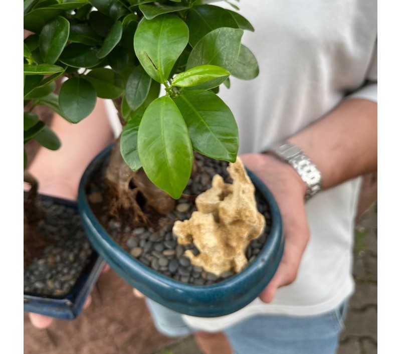 Бонсай Фикус Гинсенг арт. 091