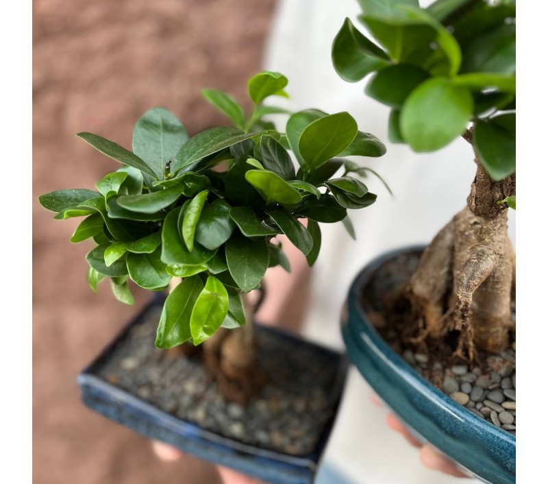 Бонсай Фикус Гинсенг арт. 091