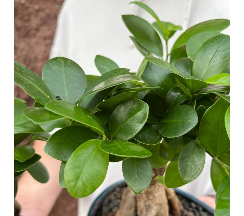 Бонсай Фикус Гинсенг арт. 091