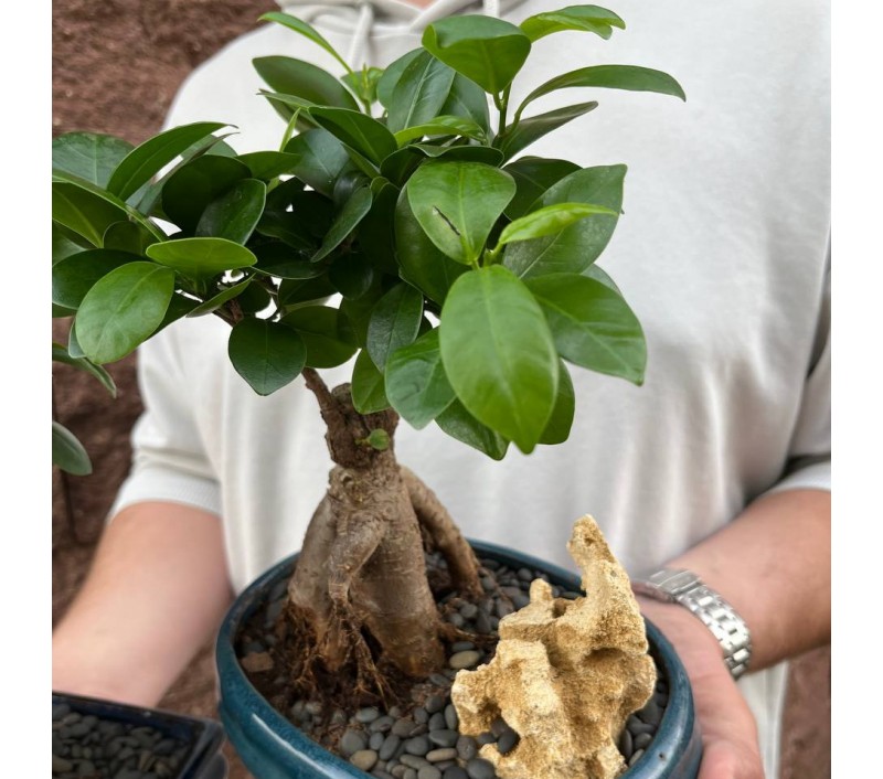 Бонсай Фикус Гинсенг арт. 091