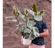 Фикус эластика, или каучуконосный Тинеки арт. 095