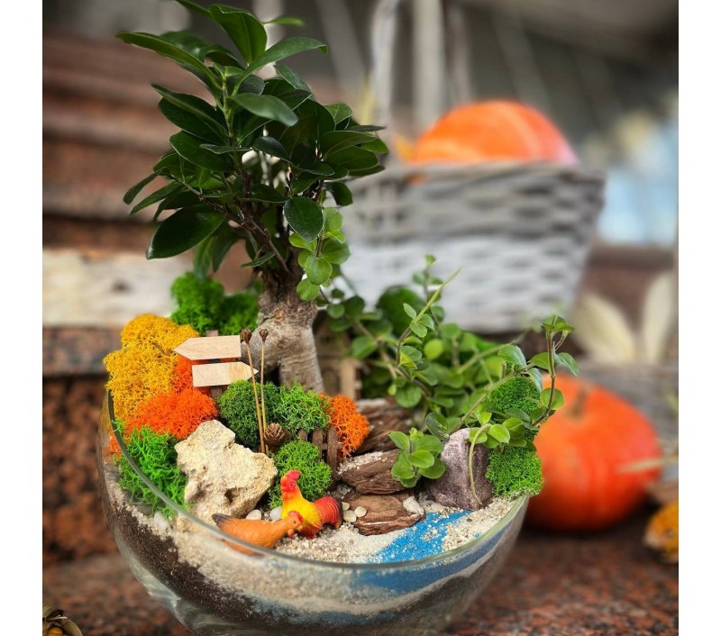 Флорариум "Мини-сад" "Дачные истории" с бонсаем - фикусом гинсенг и пеперомиеей арт. 110