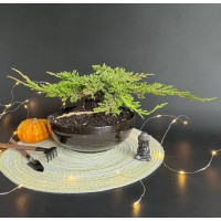 Бонсай Можжевельник арт. 108