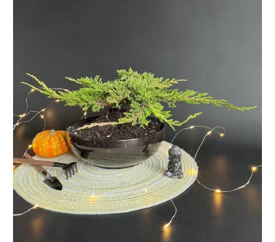 Бонсай Можжевельник арт. 108