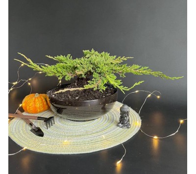 Бонсай Можжевельник арт. 108 Бонсай Можжевельник арт. 108